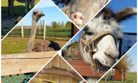 Отдых для всей семьи в Латвии – 9 интересных зоопарков
