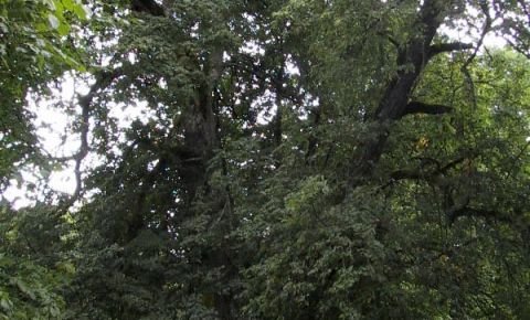 Elk Oak Tree in Usma