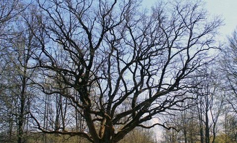The Great Oak of Balvi