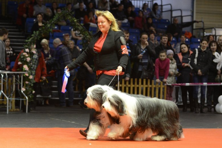 Starptautiskā suņu izstāde „Latvijas uzvarētājs 2015”