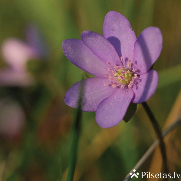 Liela diena atnākuse