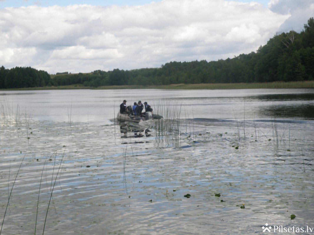 Preiļu novada Pelēču ezerā tiek ielaisti līdaku mazuļi
