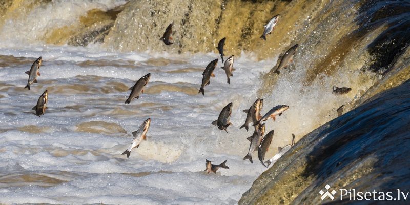 Lido zivis Kuldīgā