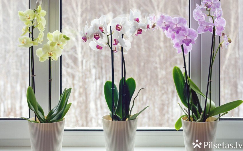 Lai pavasarī orhideju zari pilni ziedu! Eksperte dalās "trikos", kas palīdzēs augam uzziedēt no jauna