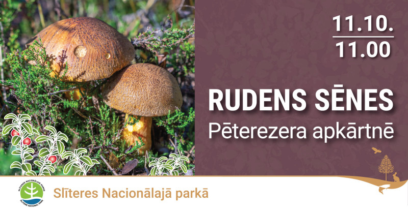 Rudens sēņu ekspedīcija Pēterezera apkārtnē 2025